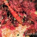 shrimp_hingebeak_nr_h_0705_png0974.jpg